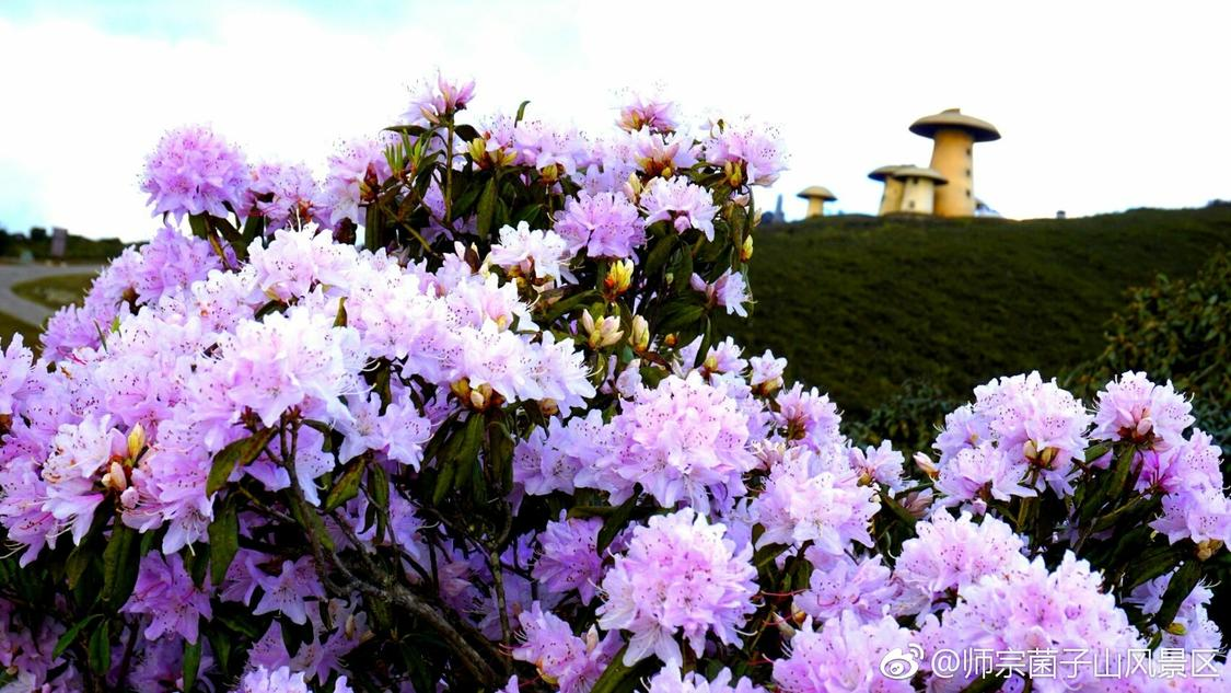 dy业务自助下单平台20个赞